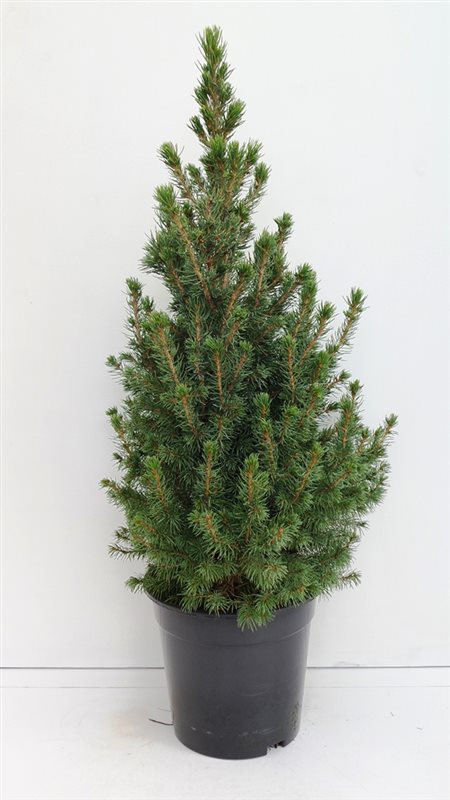 Ель канадская Коника